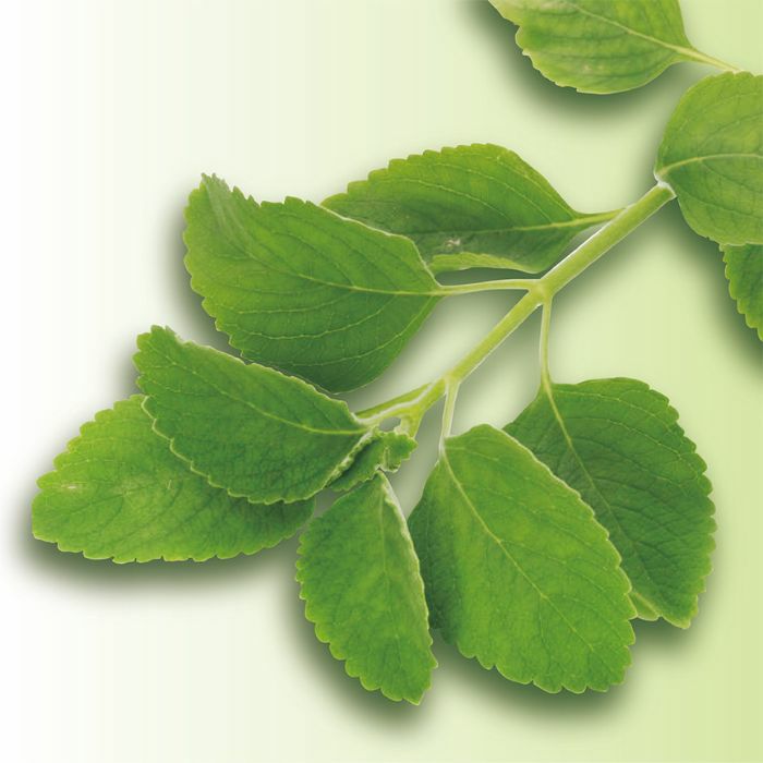 奇跡のハーブ茶　マンジェリコン×5パック